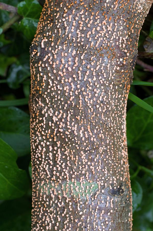 Coral Spot Fungus Photograph by Dr Jeremy Burgess/science Photo Library