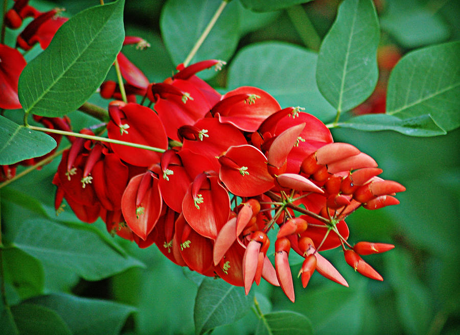 Coral Tree Photograph by Linda Brown