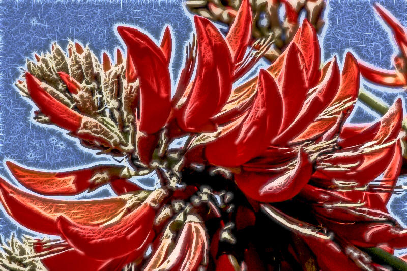 Coral Tree Digital Art by Photographic Art by Russel Ray Photos