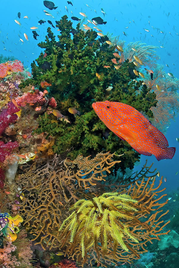 Coral Trout (plectropomus Leopardus Photograph by Jaynes Gallery Fine