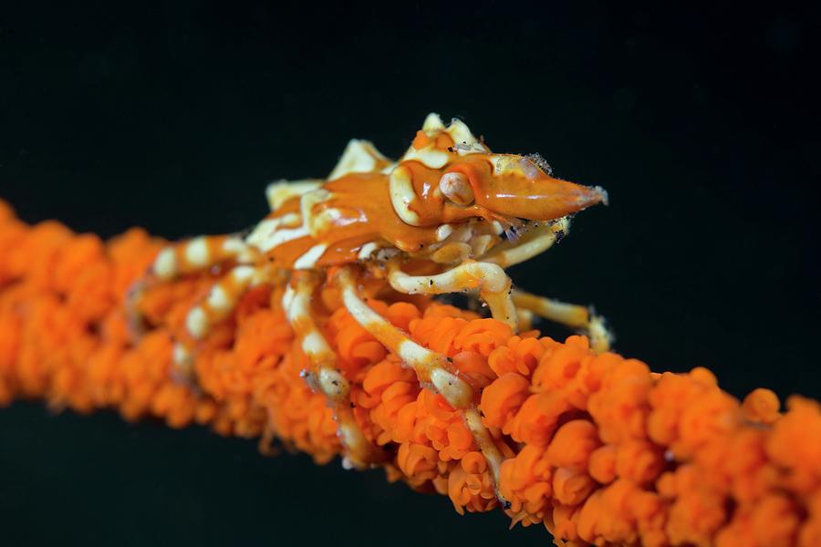 Coral Wire Crab Photograph by Scubazoo