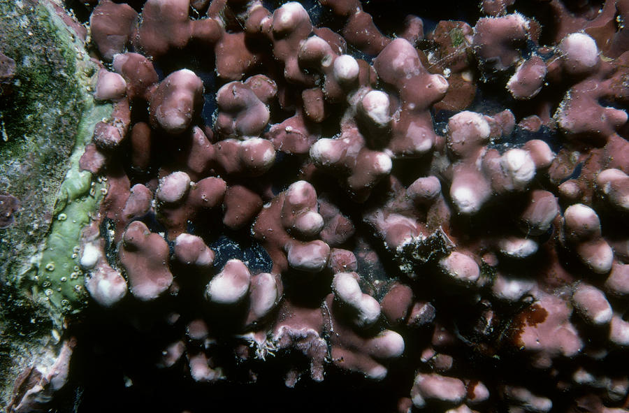 Coralline Algae Photograph by Newman & Flowers