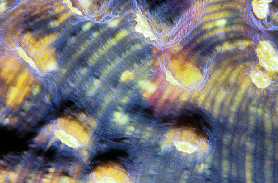 Corals 3 Photograph by Dawn Eshelman