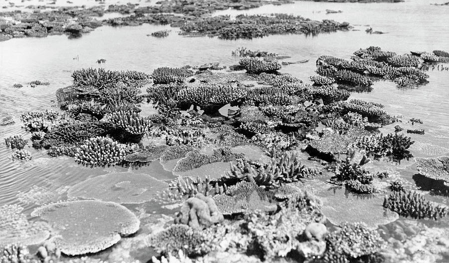 Nature Photograph - Corals At Low Tide by Natural History Museum, London/science Photo Library