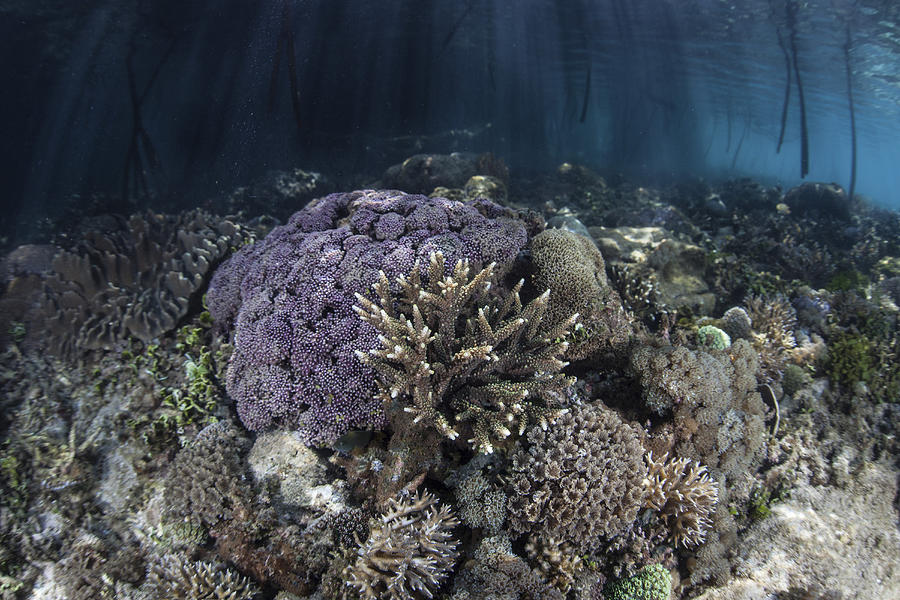 Wildlife Photograph - Corals Grow Along The Edge by Ethan Daniels