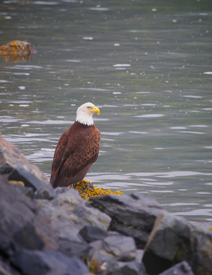 Cordova Alaska Bald Eagle Photograph by Scott Slone