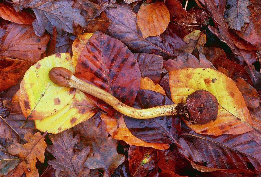Mushroom Photograph - Cordyceps Canadensis by John Wright/science Photo Library