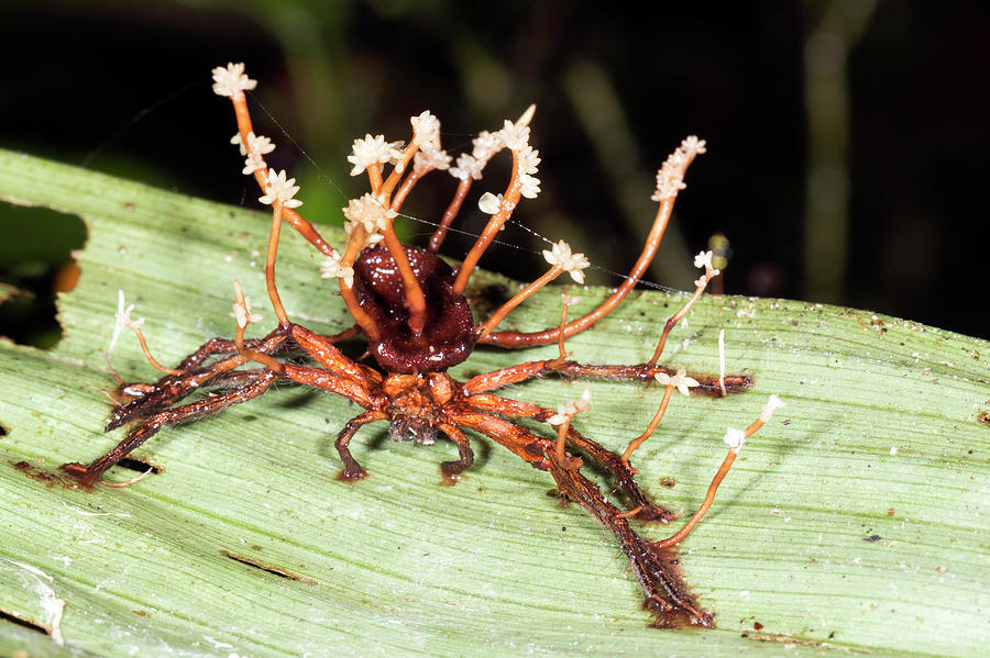 Cordyceps Fungus Photograph by Dr Morley Read