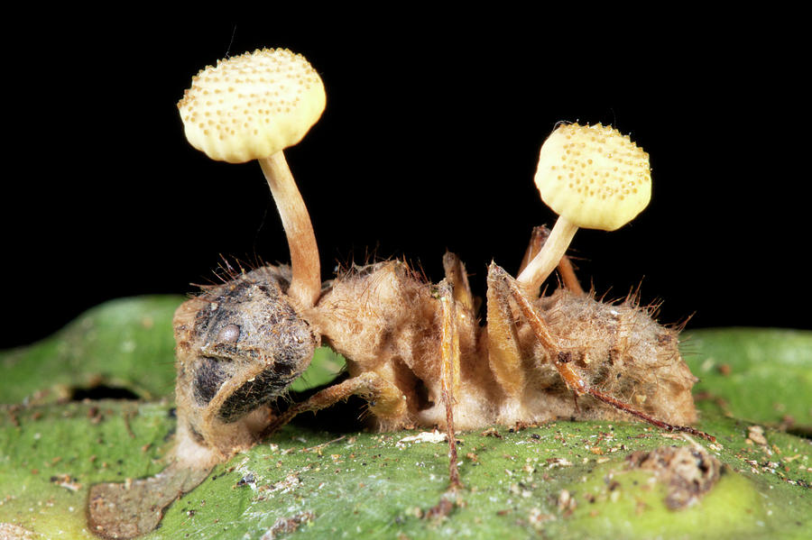 Amazon Photograph - Cordyceps Fungus Growing On An Ant by Dr Morley Read