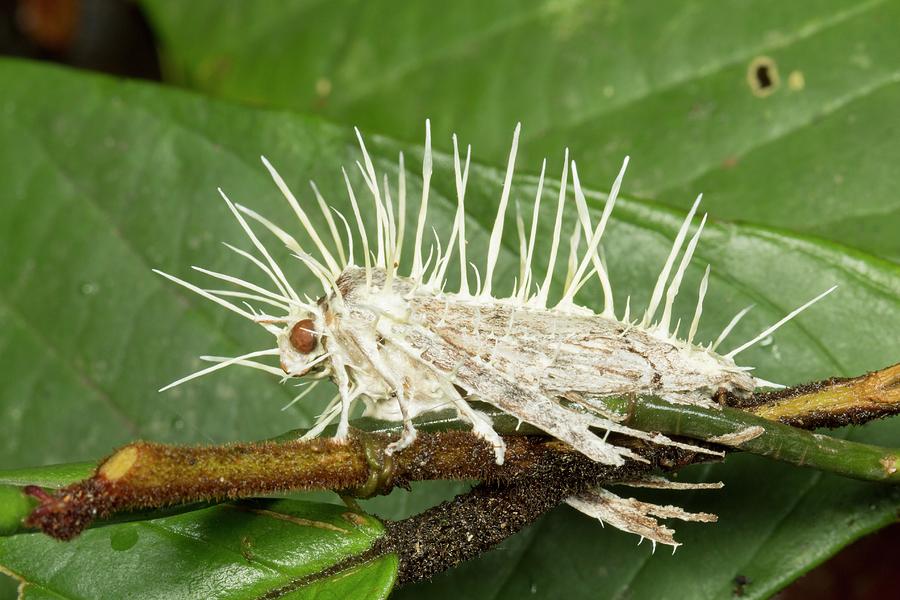 Download Cordyceps Fungus Infecting Moth Photograph by Dr Morley Read