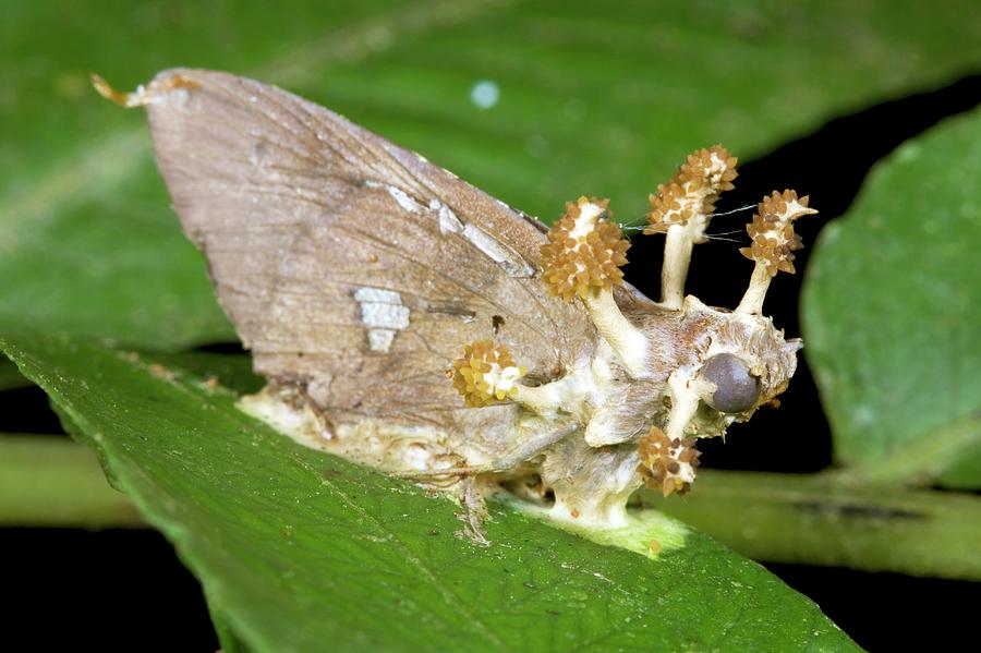 Cordyceps Fungus On A Moth Photograph by Dr Morley Read/science Photo Library