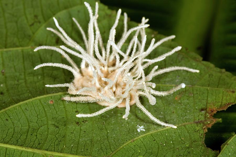 Cordyceps Fungus On An Insect Photograph by Dr Morley Read/science Photo Library