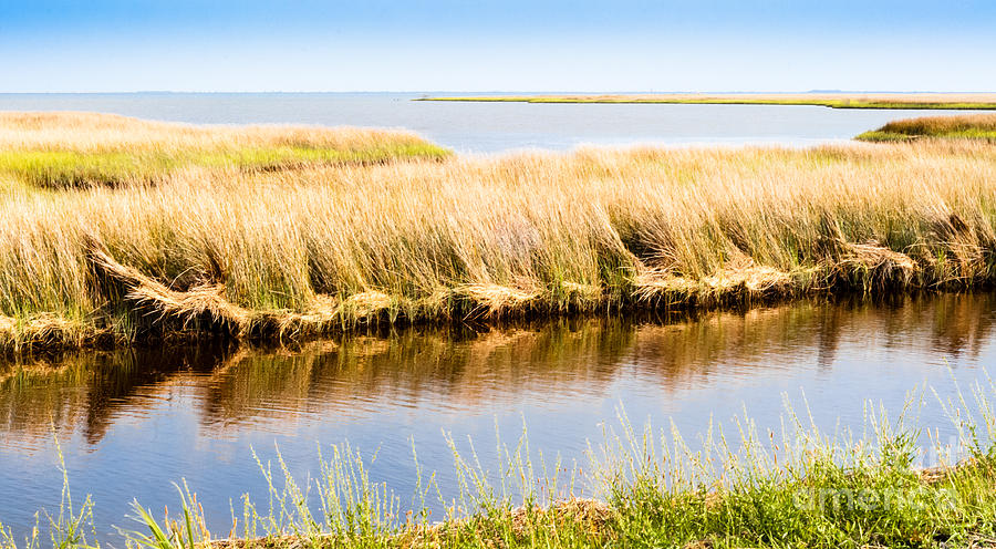 Core Sound Marsh Photograph by Lee Wilson - Fine Art America