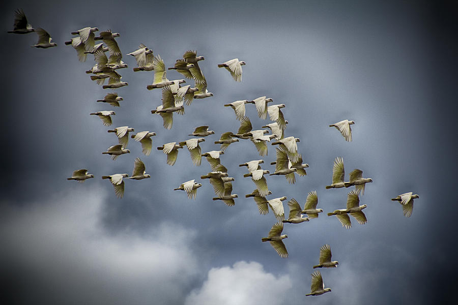 Corella Flock Photograph by Douglas Barnard