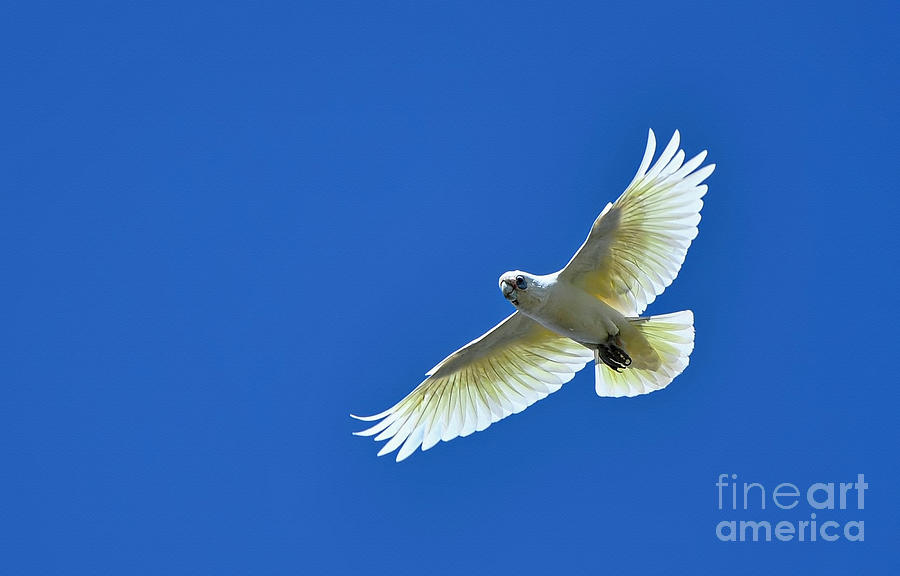 Bird Photograph - Corella in Flight by Kaye Menner