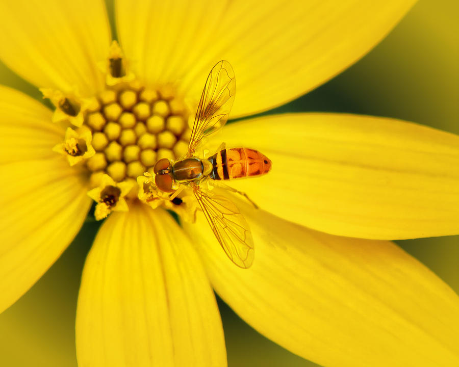 Coreopsis and hoverfly Photograph by Carolyn Derstine