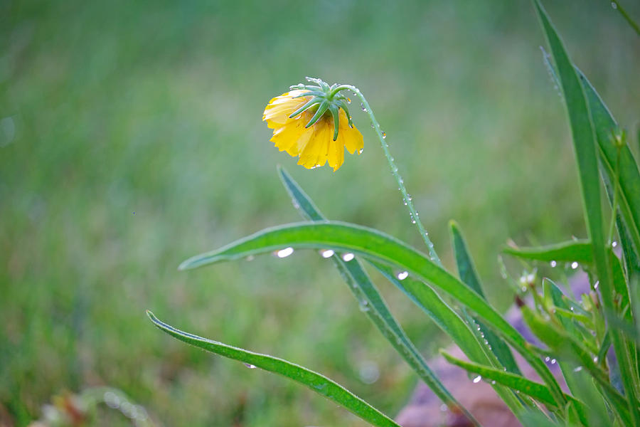 Coreopsis Bent with Rain Photograph by Mary Lee Dereske