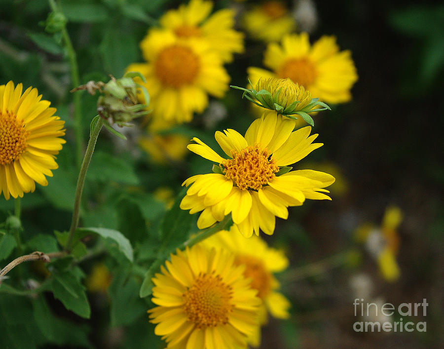 Nature Photograph - Coreopsis Bloom by Peter Piatt