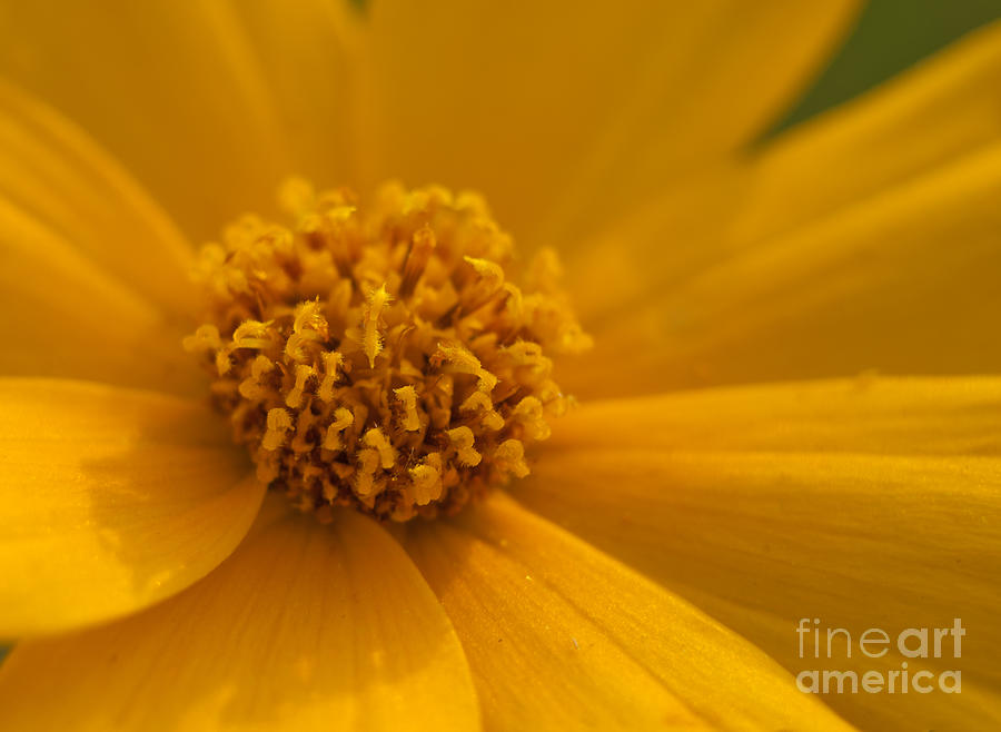 Coreopsis Close Up Photograph by Sari ONeal