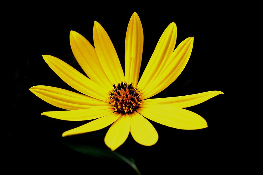 Coreopsis Photograph by Deena Stoddard