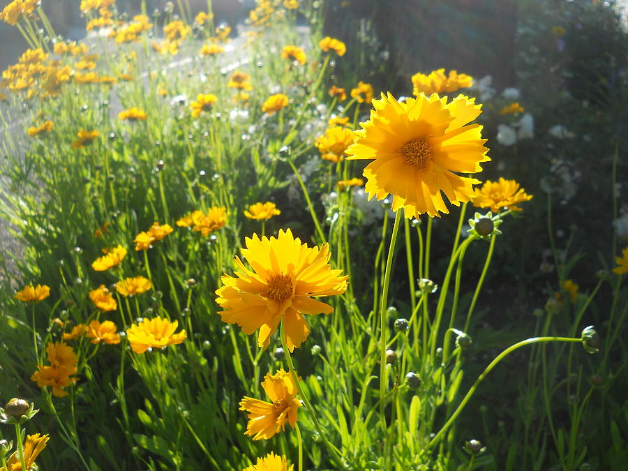 Coreopsis Flowers Photograph
