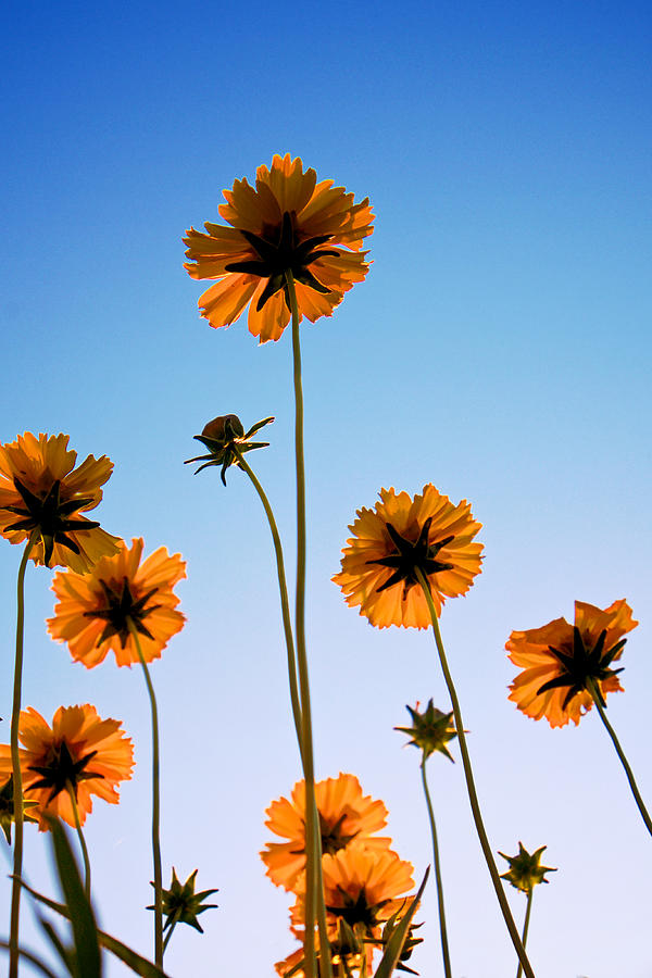 Coreopsis In the Sky Photograph by Mary Lee Dereske
