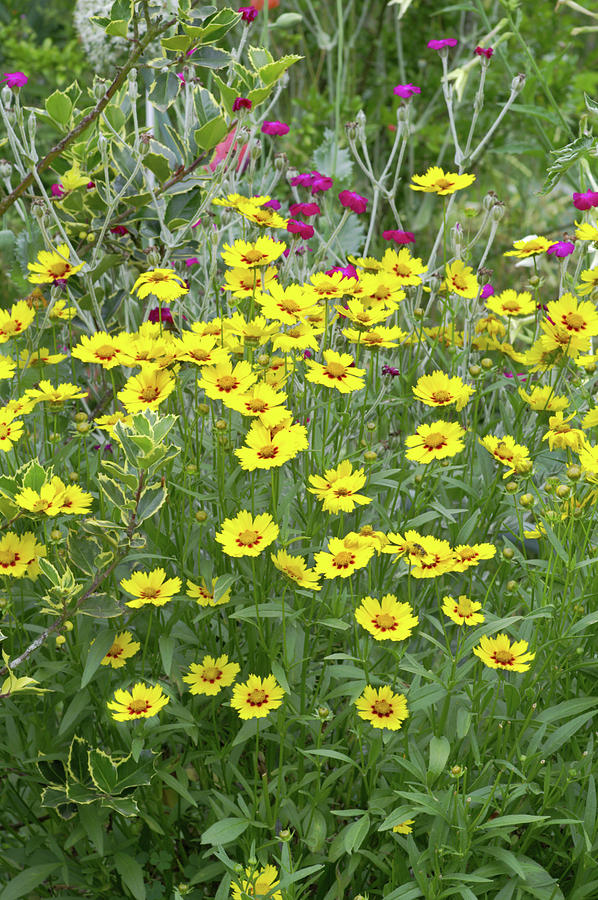 Coreopsis Lanceolata rotkelchen Photograph by Brian Gadsby/science Photo Library