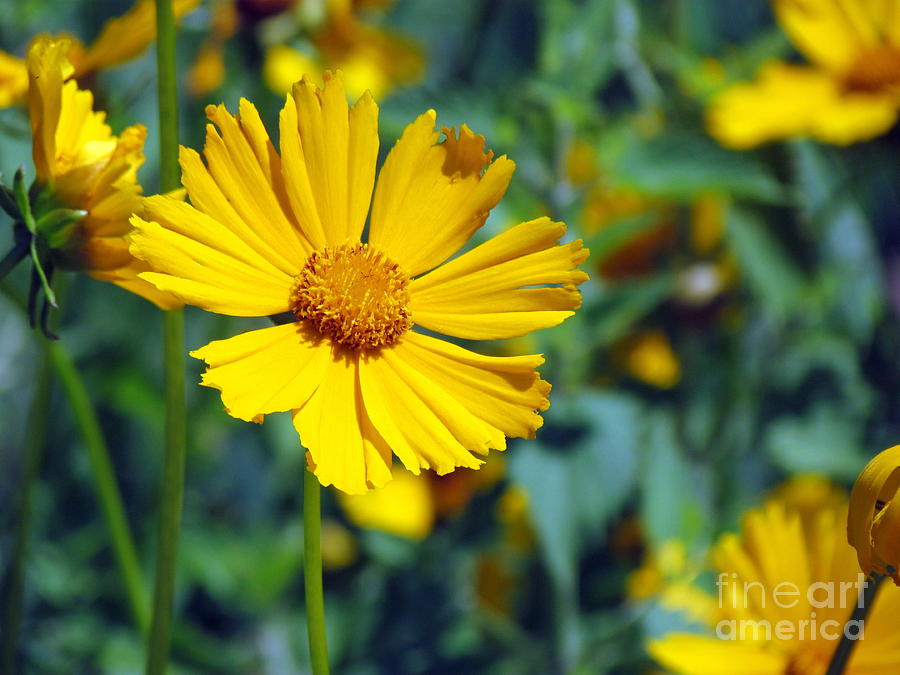 Coreopsis Photograph by Lili Feinstein