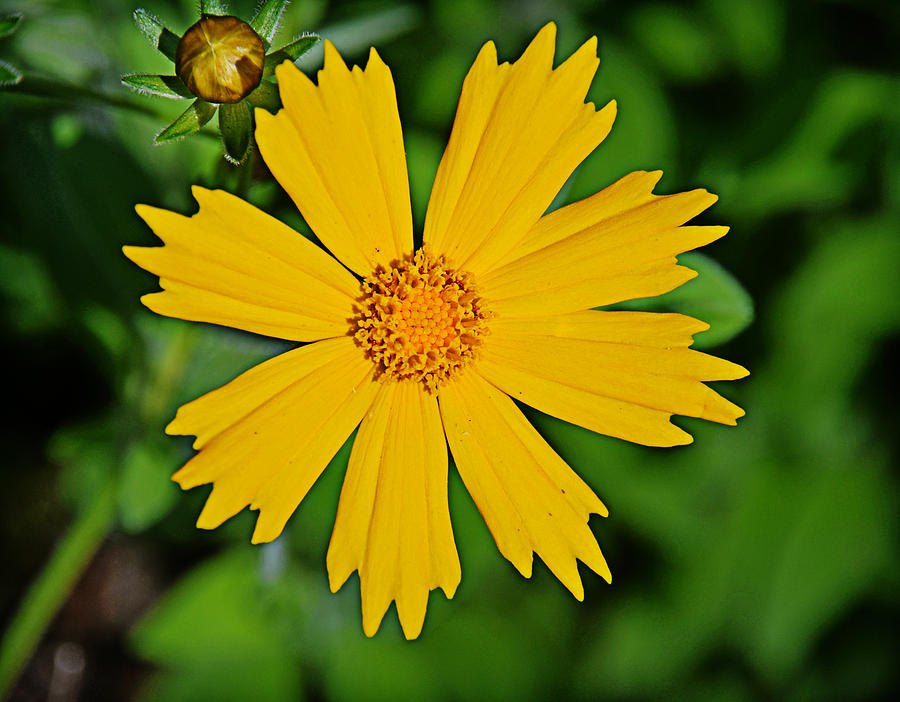 Coreopsis Photograph by Linda Brown