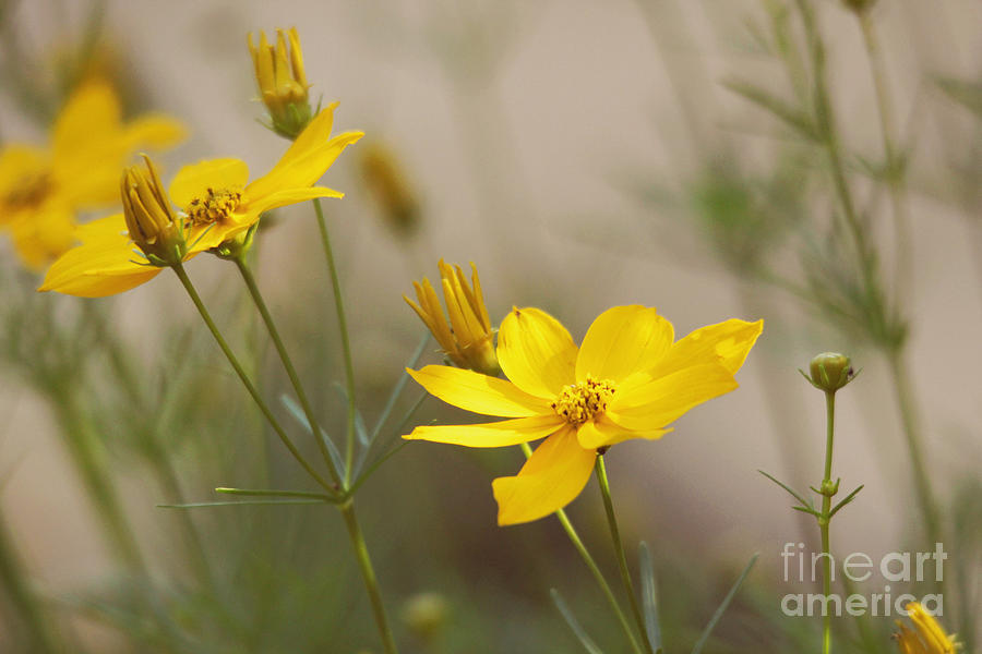 Coreopsis Photograph by Trina  Ansel