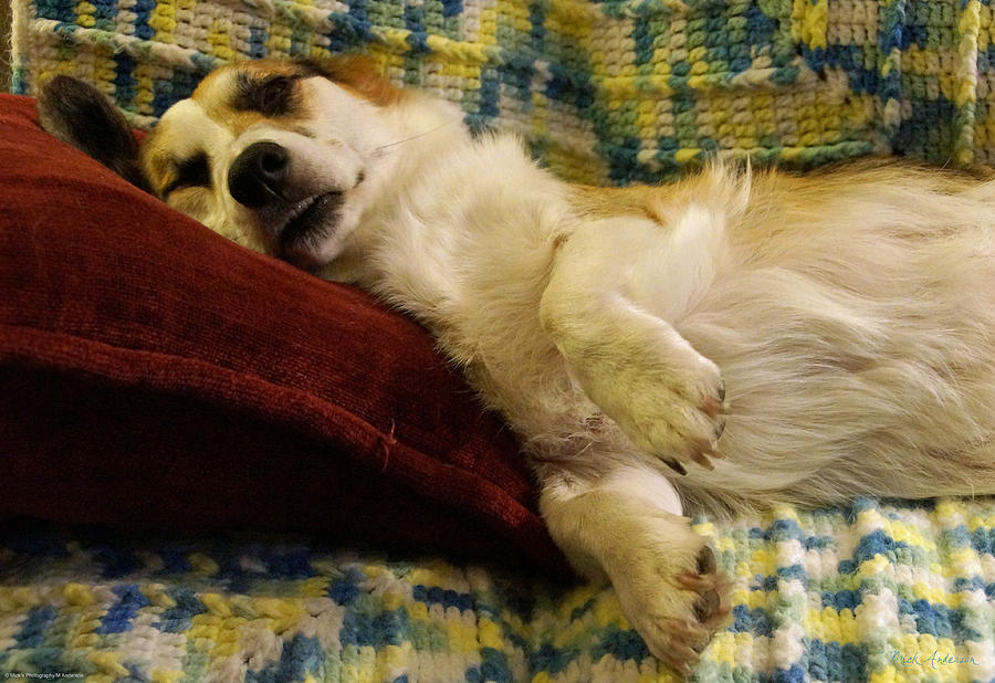 Corgi Asleep on the Pillow Photograph by Mick Anderson