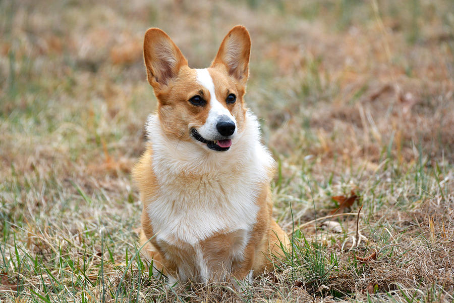 Corgi Photograph by Kelly Wright - Fine Art America