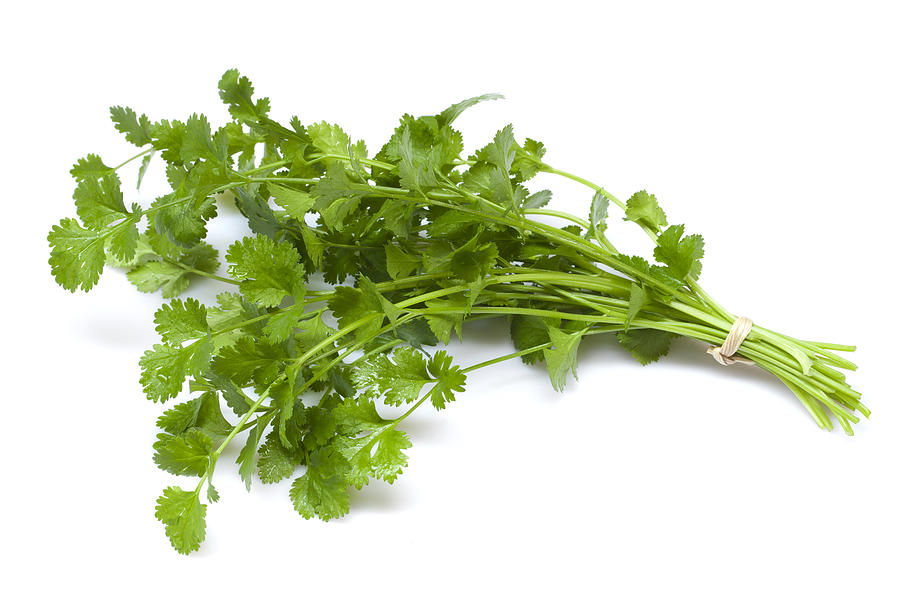 Coriander Photograph by Ithinksky