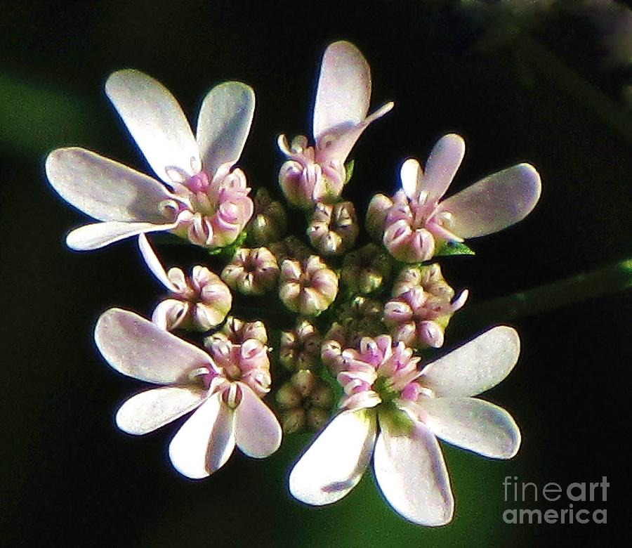 Coriandrum sativum Photograph by Michele Penner