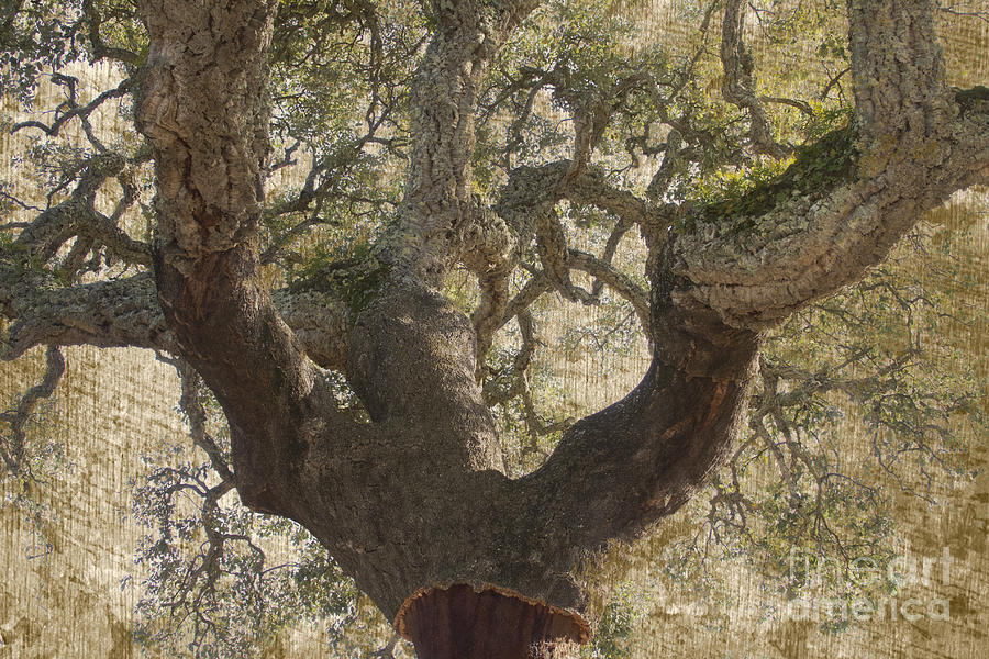 Cork Oak Tree Photograph