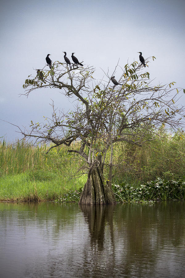 Bird Photograph - Cork tree by Martha Roque