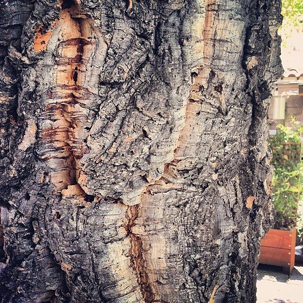Cork Tree! Photograph by Zeke Rice