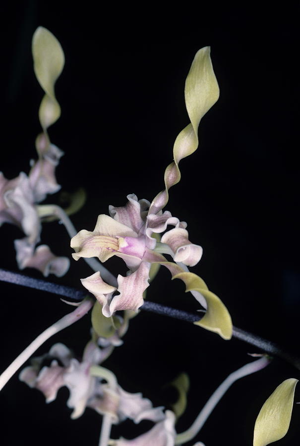 Corkscrew Orchid Flowers Photograph by Paul Harcourt Davies/science Photo Library