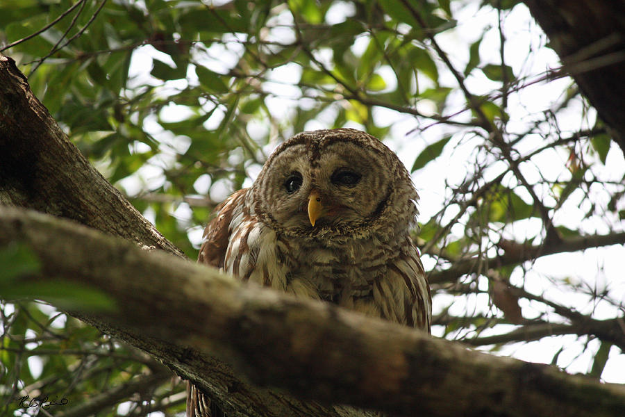 Corkscrew Sanctuary - Barred Owl 2 Photograph by Ronald Reid