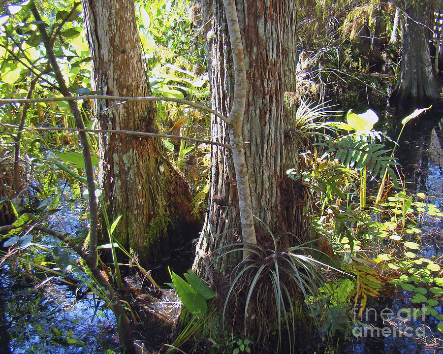 Corkscrew Swamp 4 Photograph by Nancy L Marshall