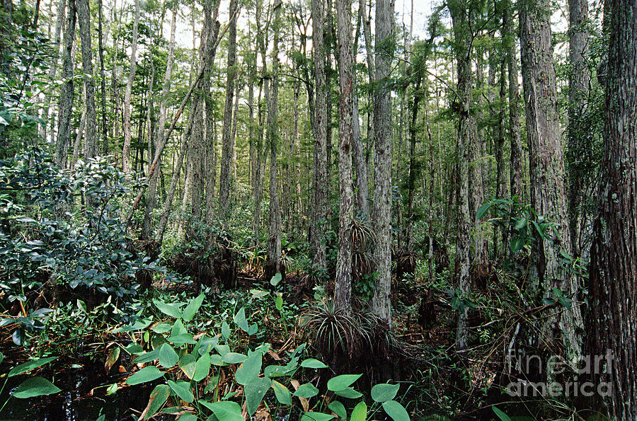 Corkscrew Swamp Photograph by Gregory G. Dimijian