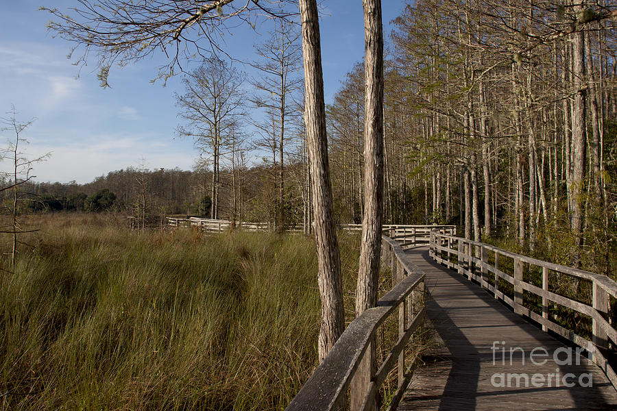Corkscrew Swamp Sanctuary Photograph by Meg Rousher