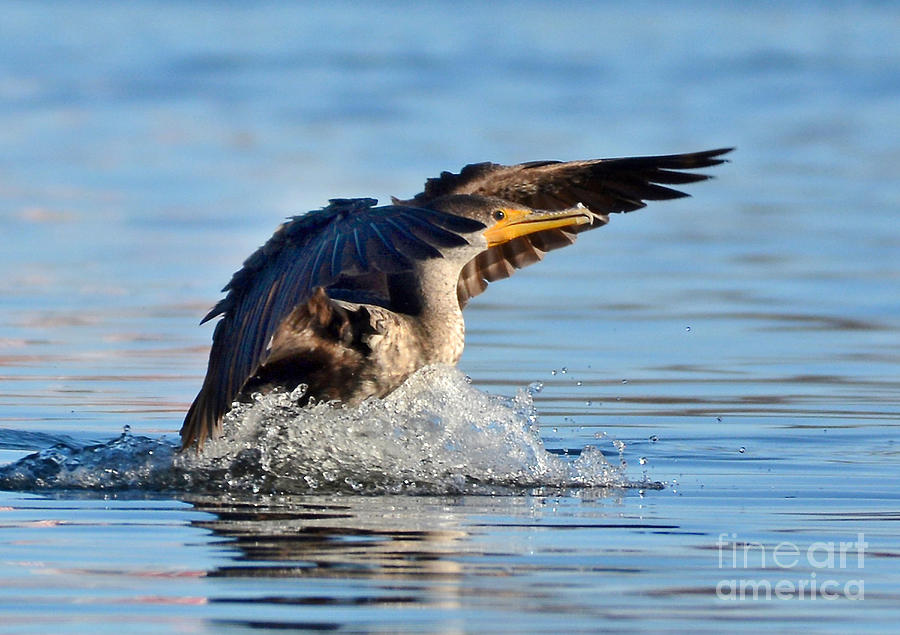 Cormorant In For A Landing Photograph by Kathy Baccari