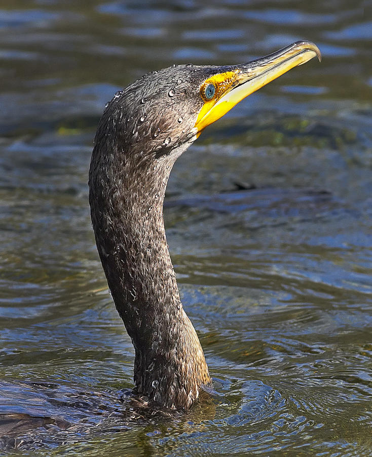 Cormorant 2 Photograph by Bill Chambers - Fine Art America