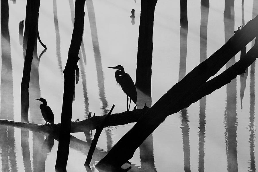 Cormorant and the Heron  BW Photograph by Roger Becker