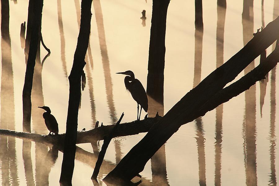 Cormorant And The Heron Photograph
