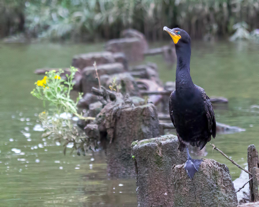 Cormorant and Wildflower Photograph by Alan Raasch