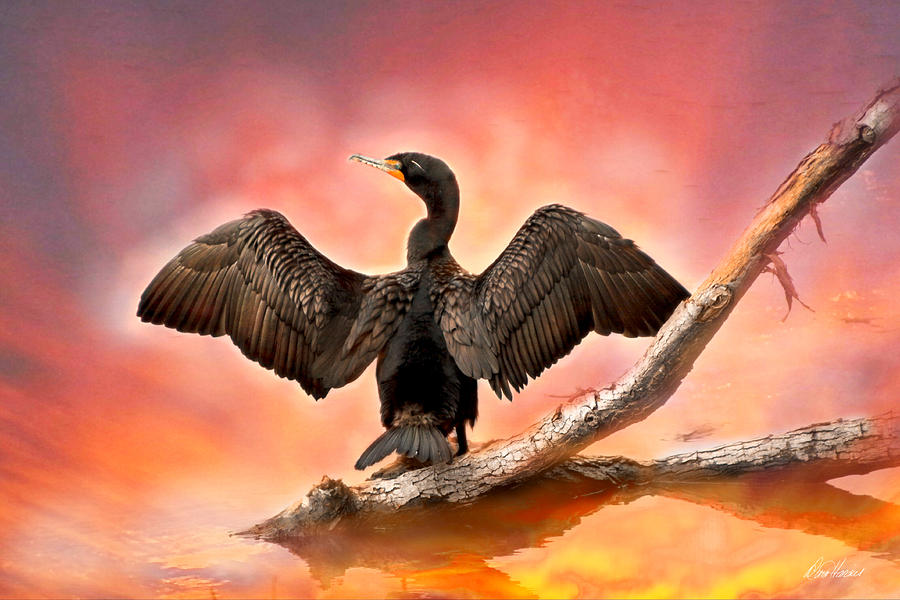 Cormorant At Sunset Photograph by Diana Haronis