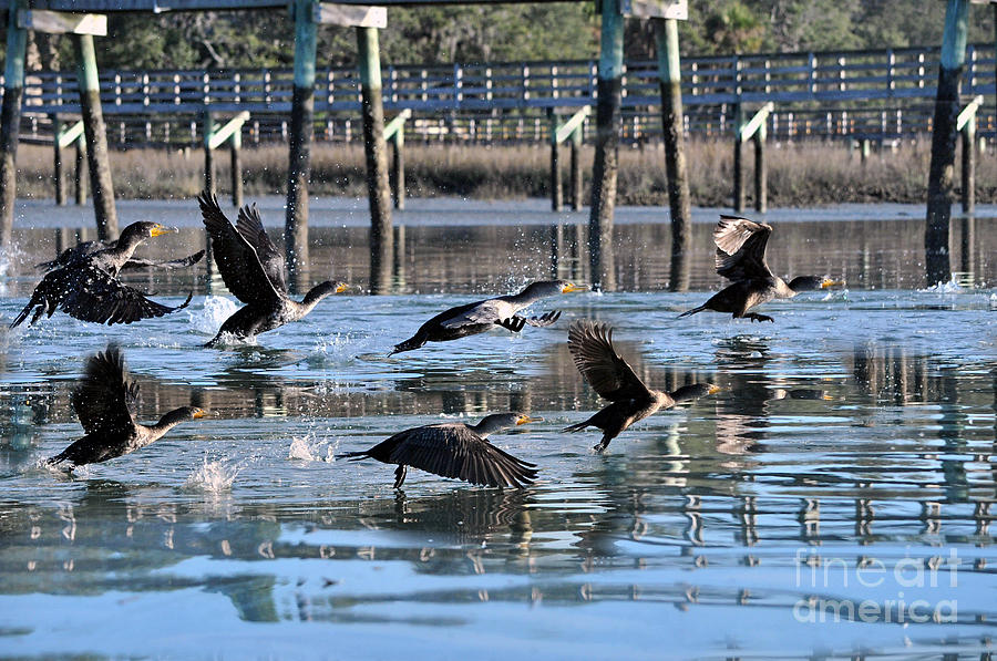 Cormorant birds taking off  Photograph by Dan Friend