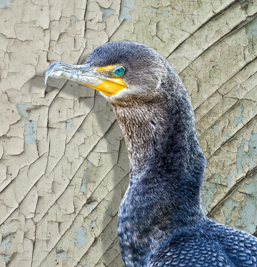 Cormorant By Cracked Paint Photograph by Bill and Linda Tiepelman